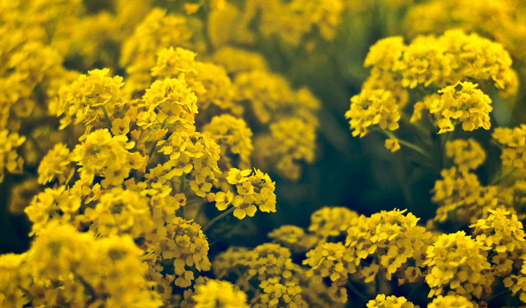 желтый, поляна, лето, цветы, много