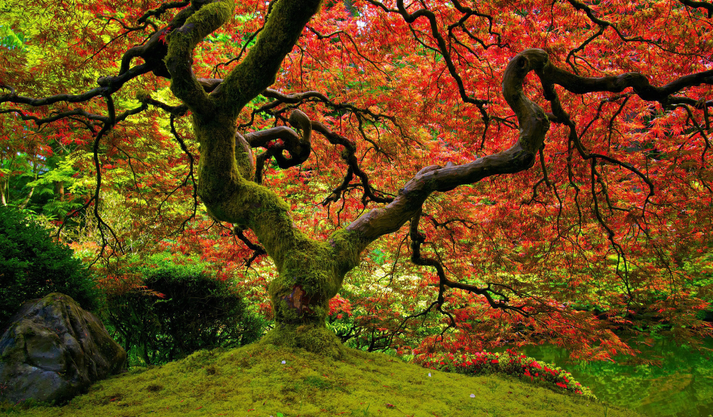 природа, клён, японский сад, красный