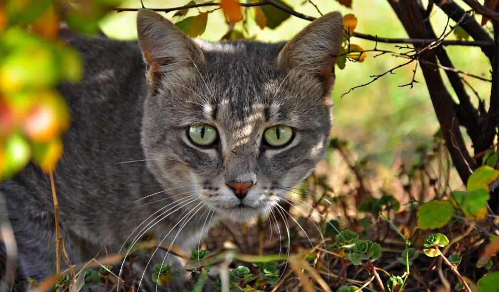 морда, кошка, кот