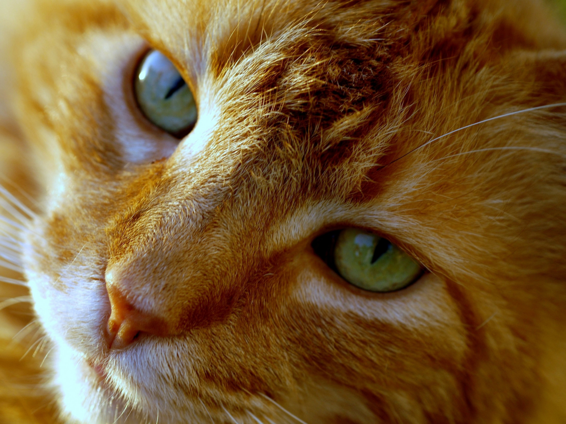 нос, кот, морда, глаза, кошка, рыжий
