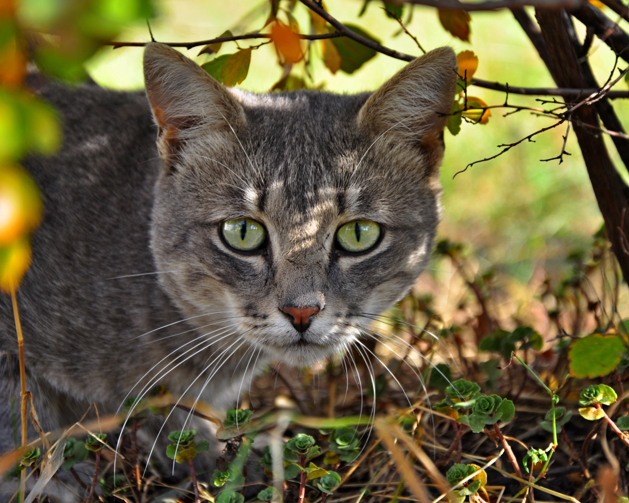 морда, кошка, кот