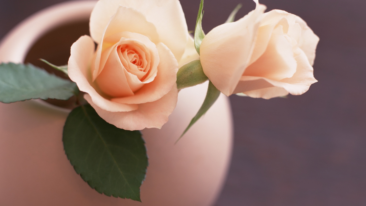 ваза, розы, розовые