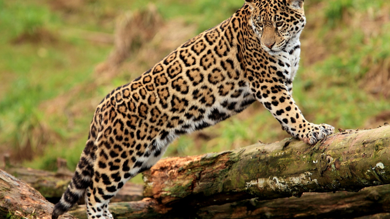ягуар, panthera onca, лапы, jaguar, молодой