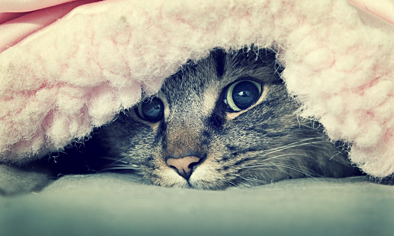 взгляд, животные, кот под одеялом