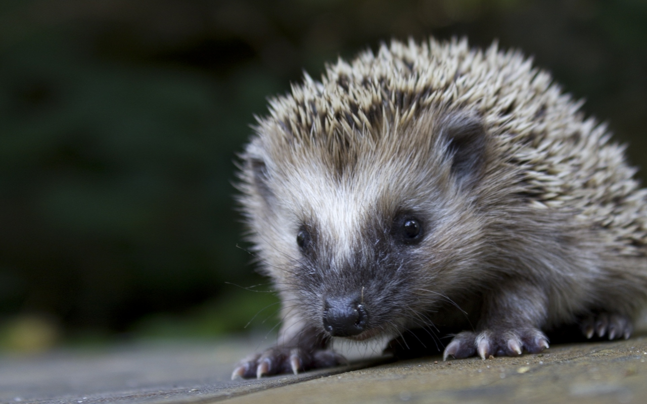 hedgehog, фон, ёжик, ёж