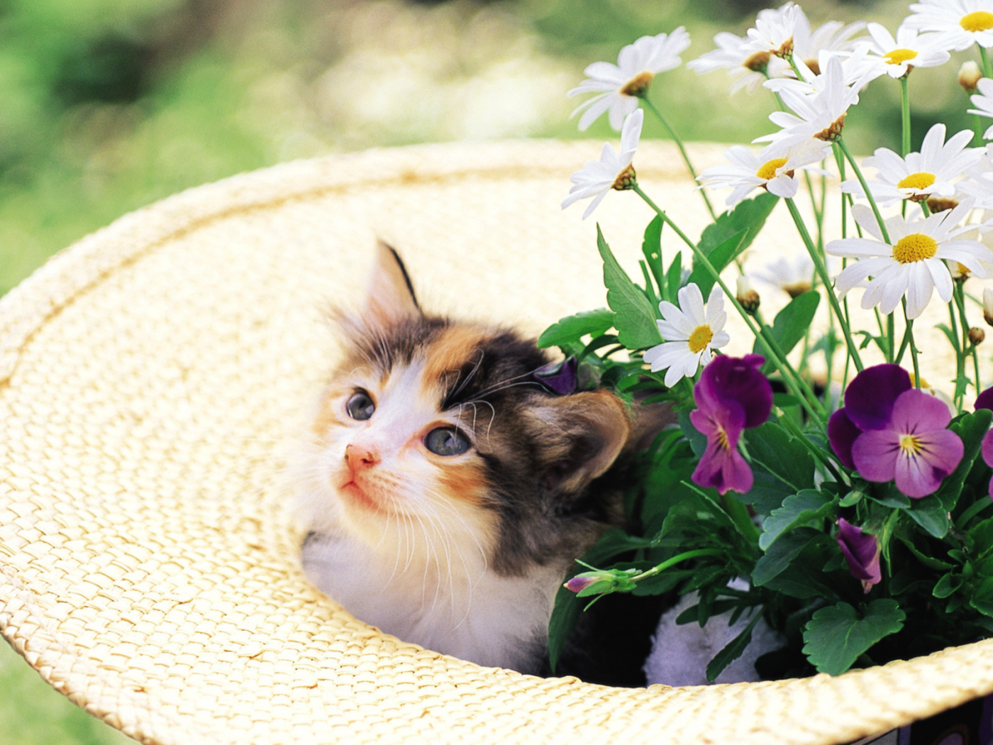 котенок, цветы, cat, шляпа