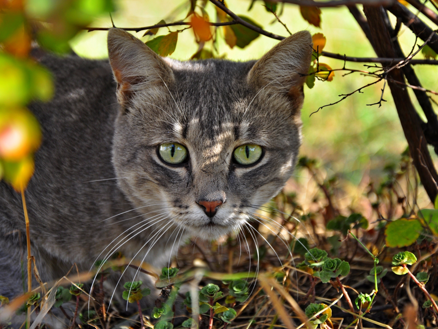 морда, кошка, кот