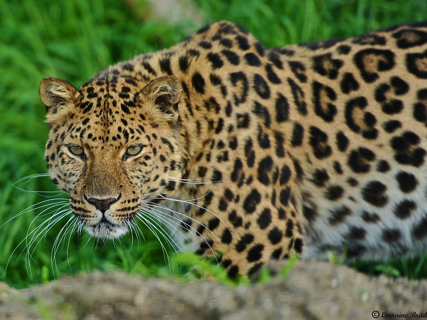 смотрит, стоит, леопард, морда, leopard