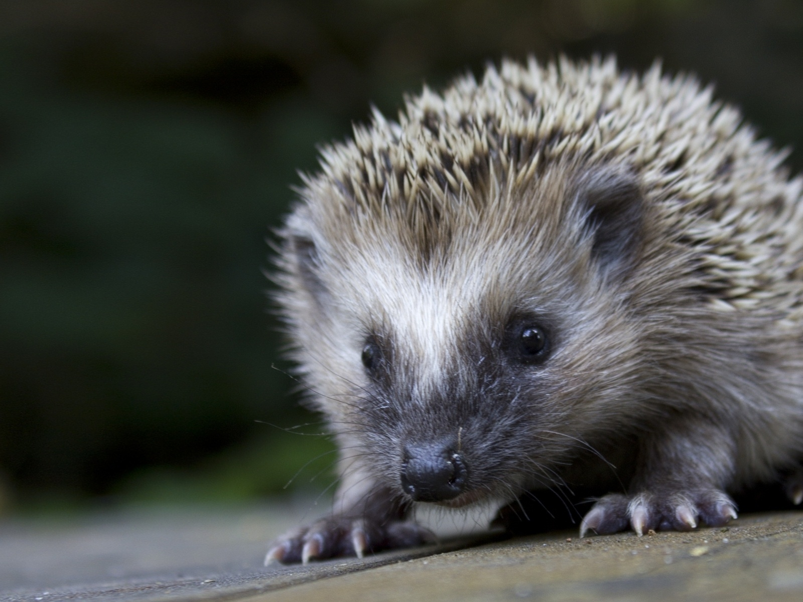 hedgehog, фон, ёжик, ёж