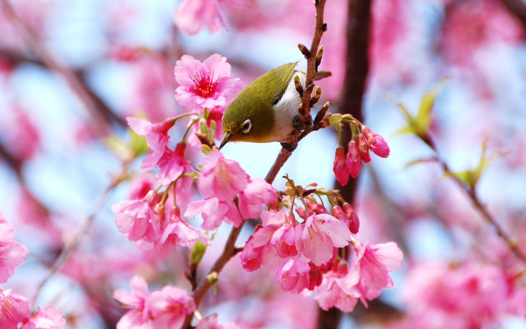 розовое, птица, ветки, цветы, весна