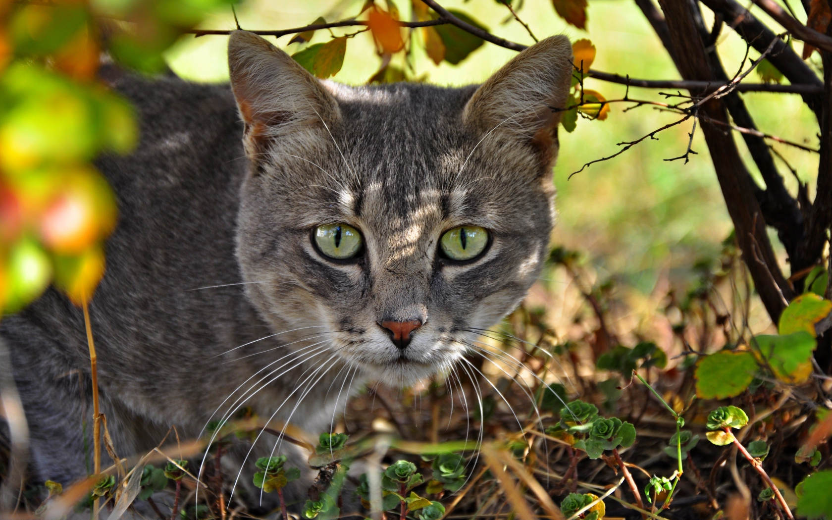 морда, кошка, кот