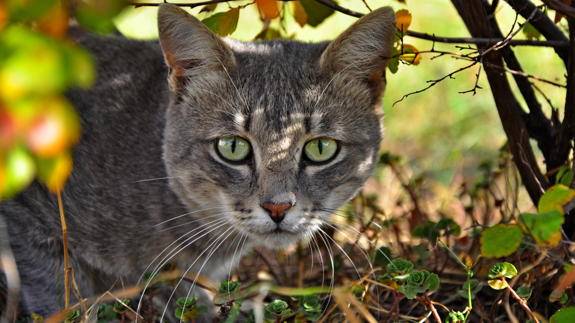 морда, кошка, кот