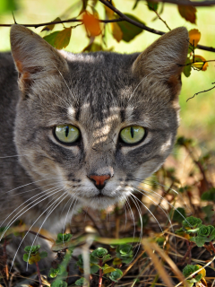 морда, кошка, кот