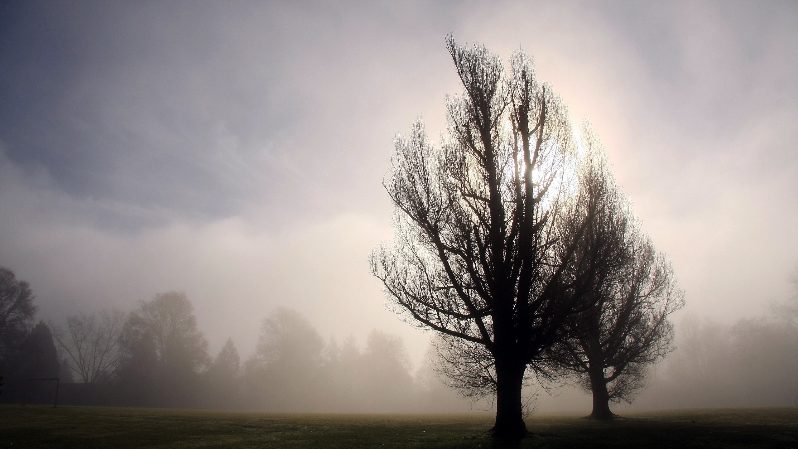 деревья, утро, туман, пейзаж