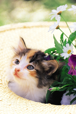 котенок, цветы, cat, шляпа