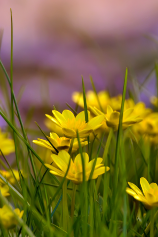 трава, поляна, лето, желтые цветы