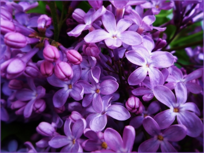 цветы, сирень, фиолетовый, сиреневый