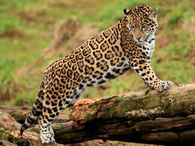 ягуар, panthera onca, лапы, jaguar, молодой