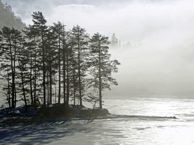 утро, природа, туман, озеро, деревья