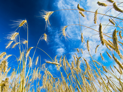 небо, поле, пшеница, лето