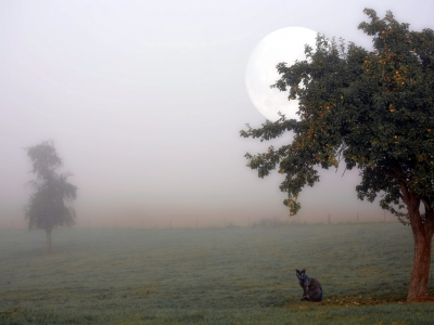 кошка, туман, дерево