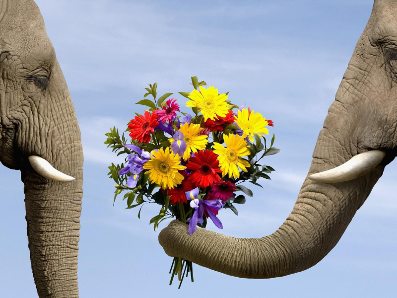 слоны, букет, романтика