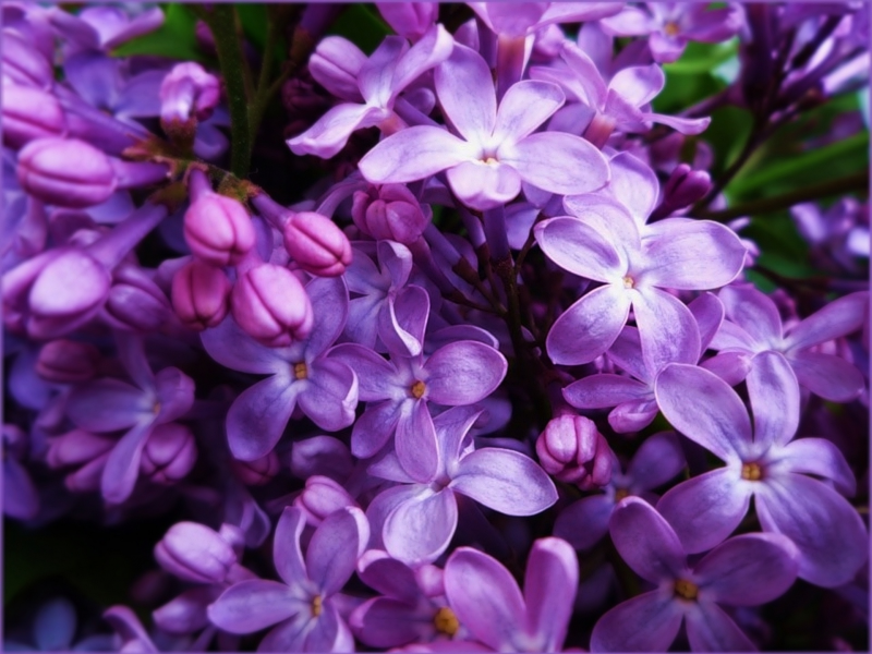 цветы, сирень, фиолетовый, сиреневый