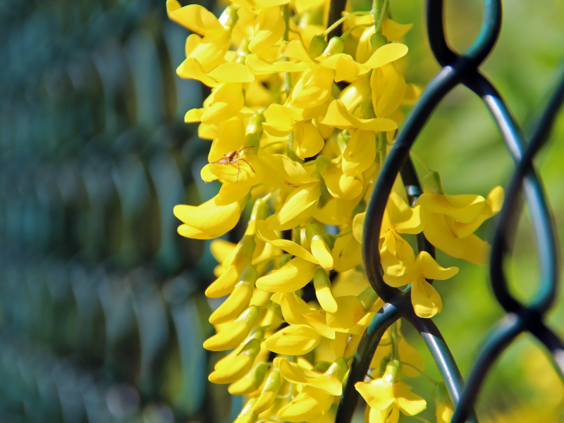 цветы, забор, лепестки, жёлтые