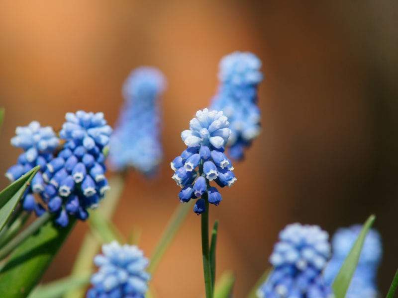 мускари, bokeh, цветы, макро, синие