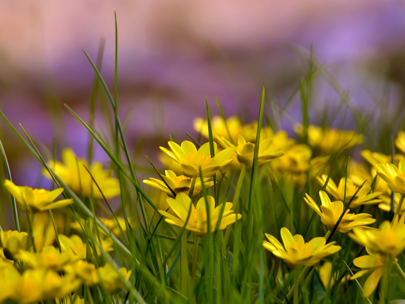трава, поляна, лето, желтые цветы