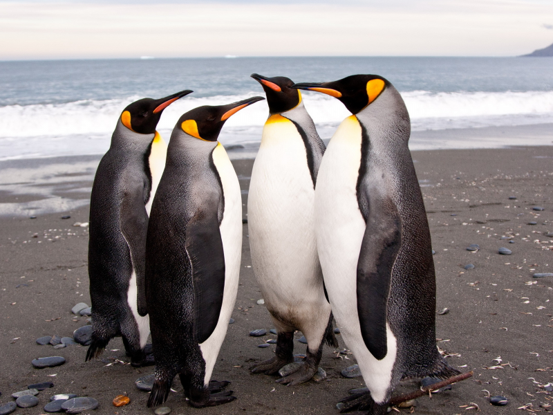 пингвины, императорские, антарктида
