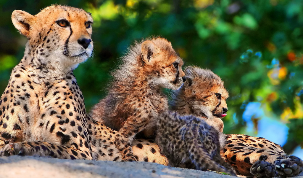семья, мама, трое, мать , гепард, котята