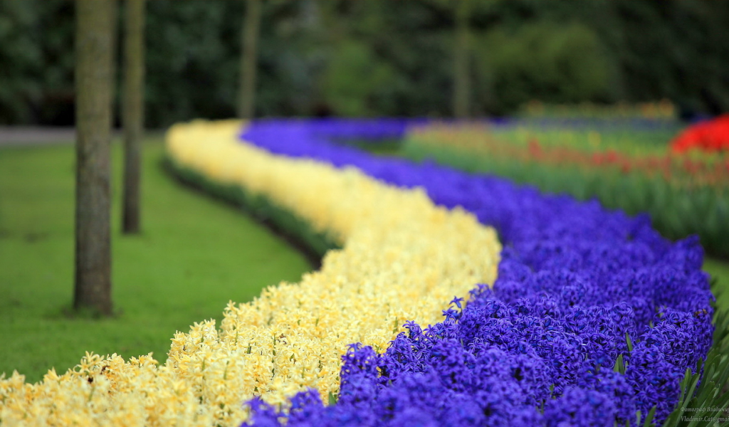 парк цветов кекенхоф, гиацинт, цветы