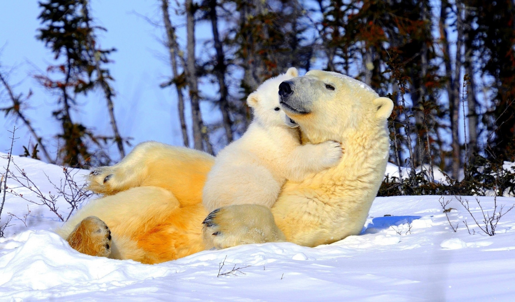 медвежонок, белые медведи, мама