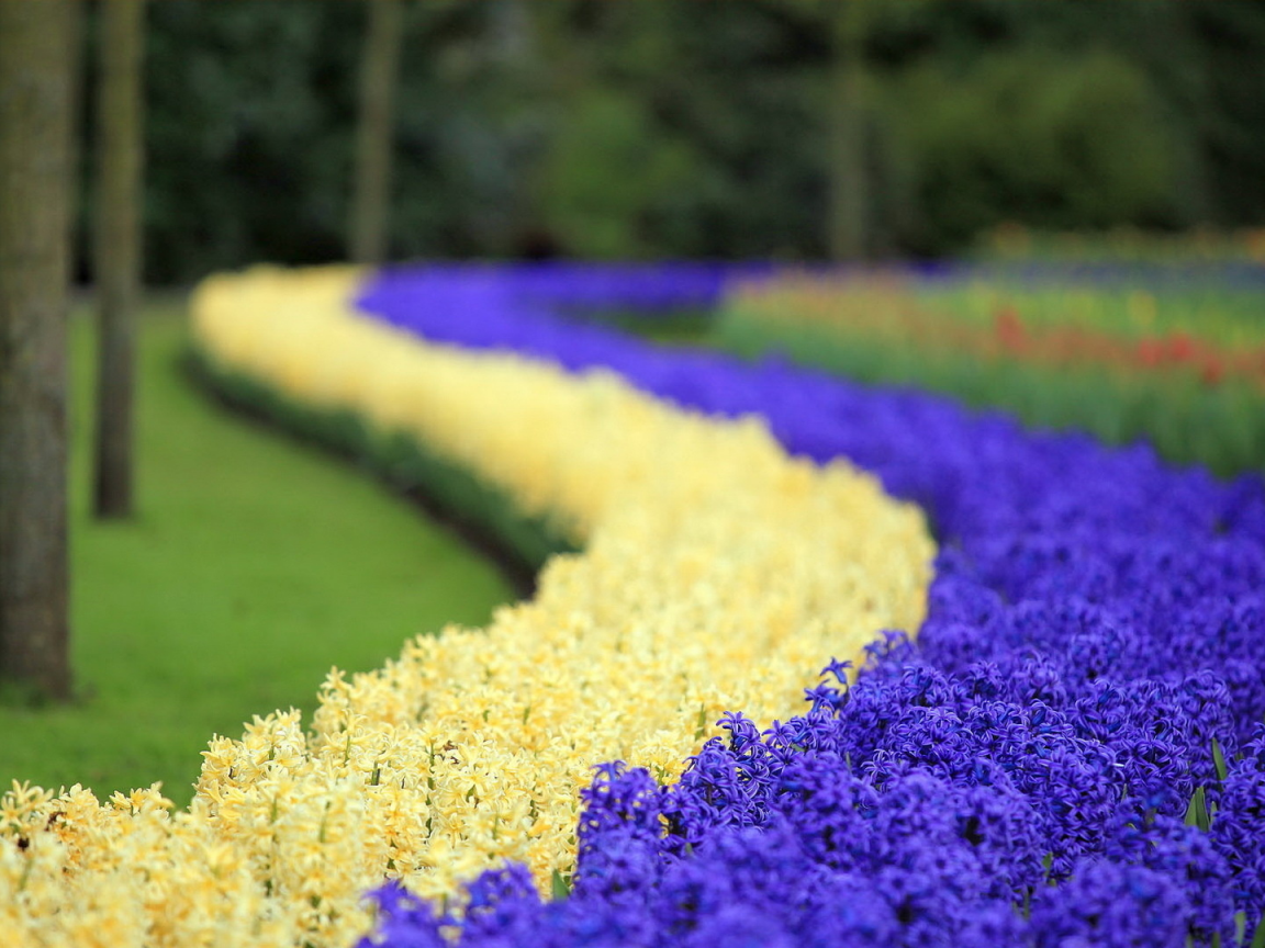 парк цветов кекенхоф, гиацинт, цветы