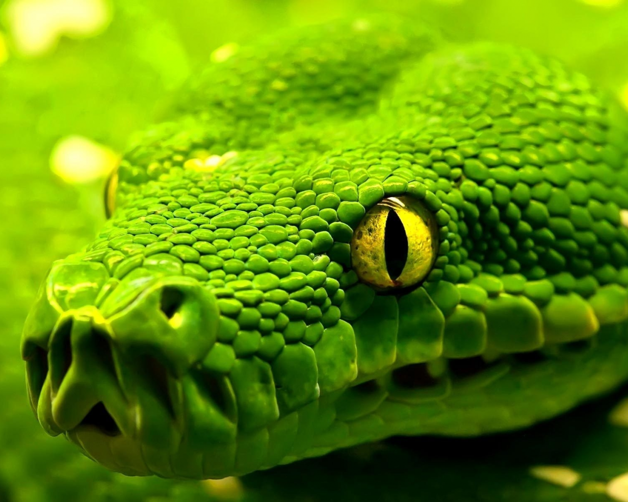 зеленая, голова, змея, green, snake, взгляд