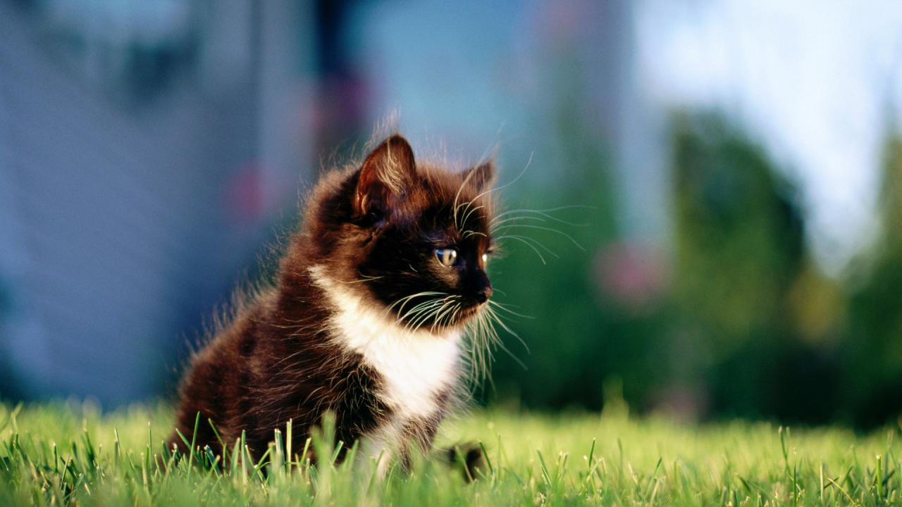 черный, трава, кошка, котенок, кот