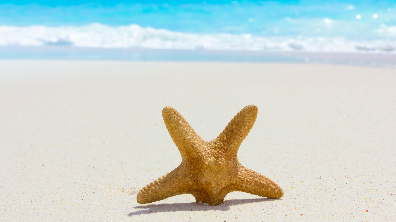 starfish, sea, пляж, beach, nature, summer, sand, природа