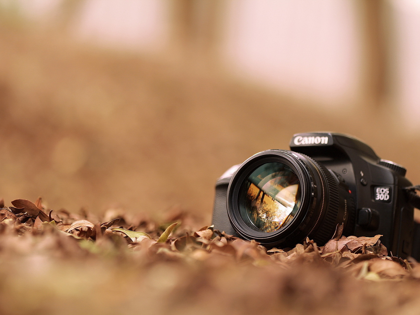 фотоаппарат, листья, canon