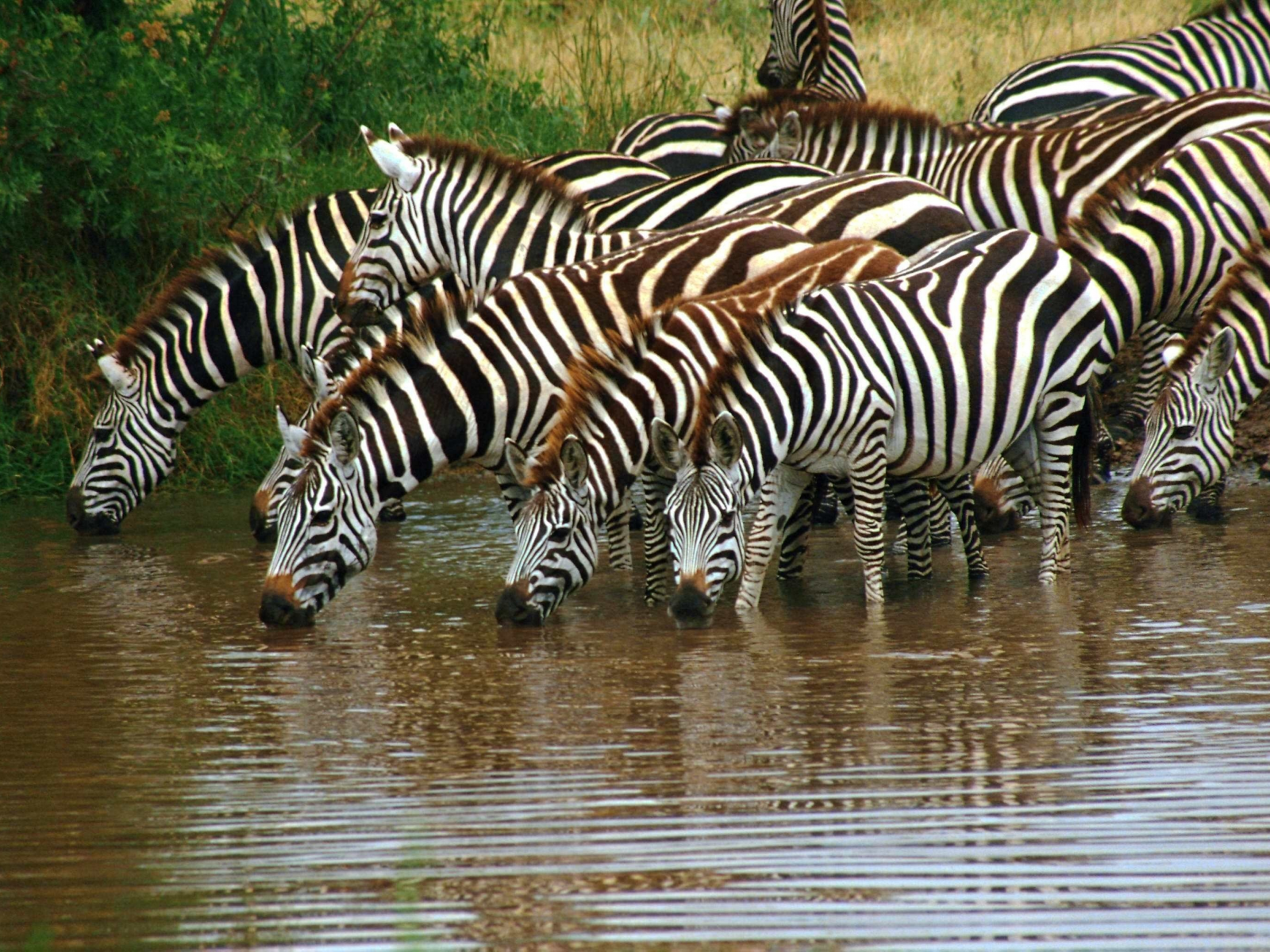 животные, африка, водопой, зебра, зебры