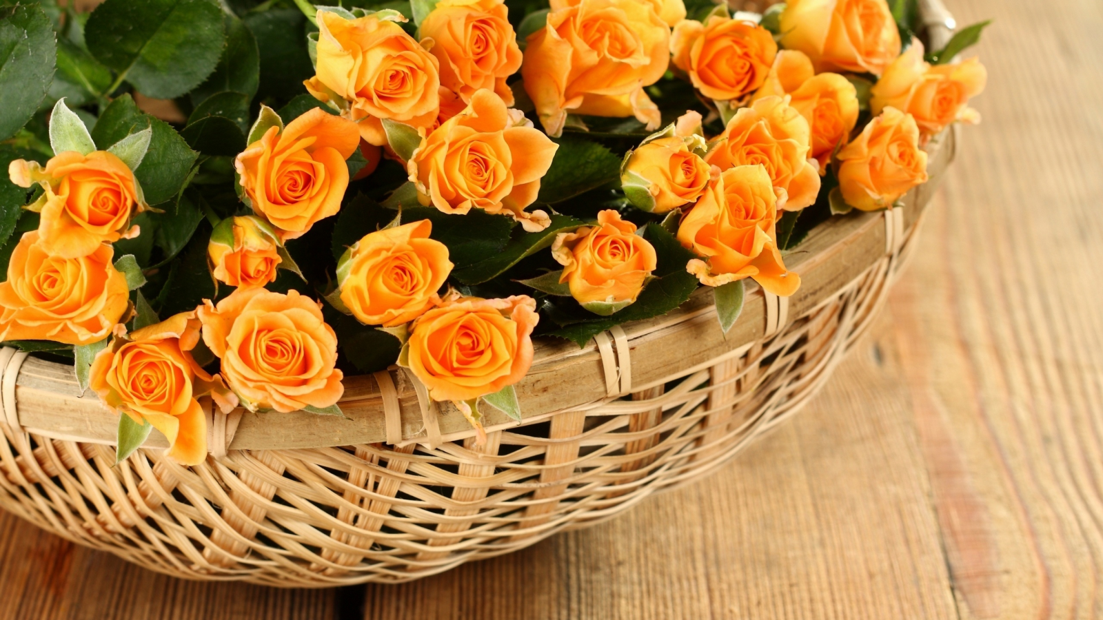 roses, basket, flowers, розы, rose, petals, корзины