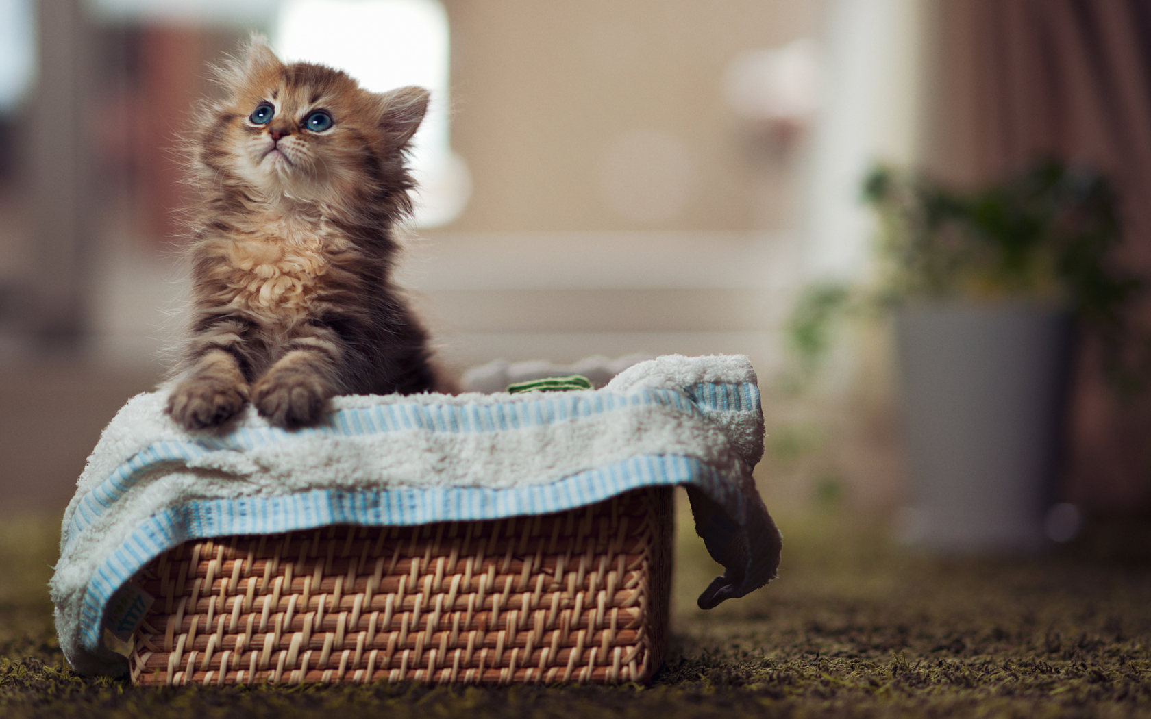 кошка, cute, cat, глаза, paws, eyes, blue eyes, kitty