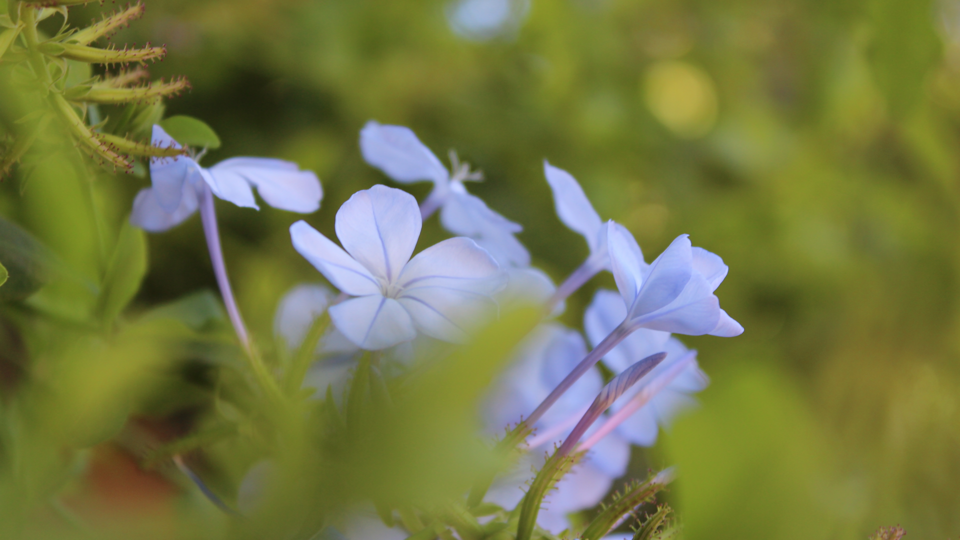 лето, голубые цветы, цветы