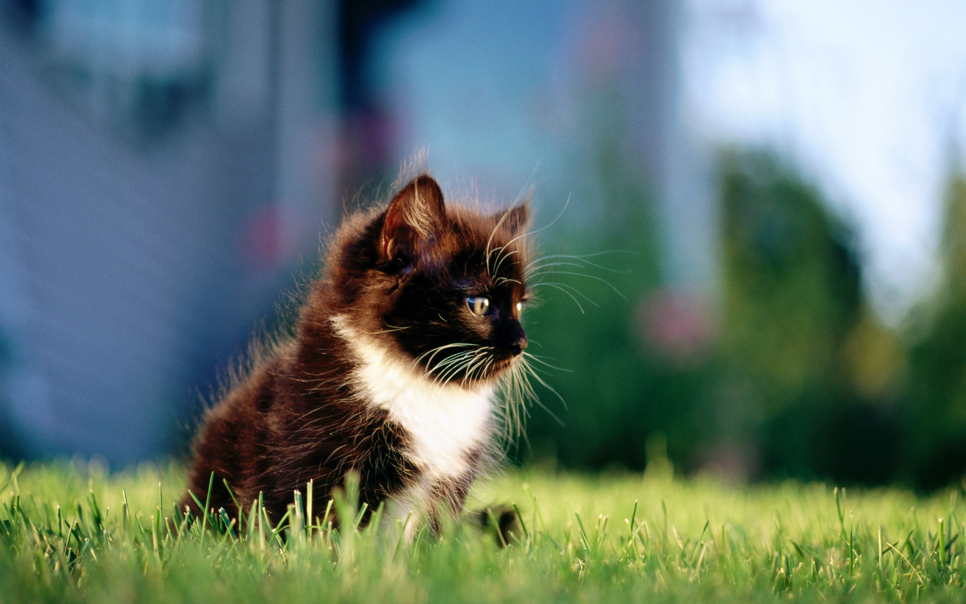 черный, трава, кошка, котенок, кот