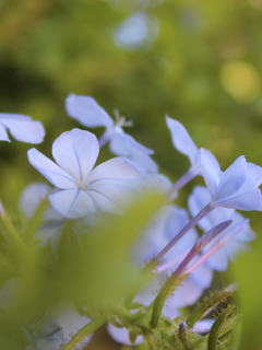 лето, голубые цветы, цветы