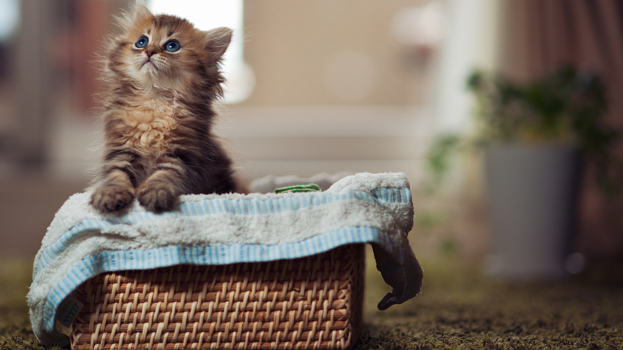 кошка, cute, cat, глаза, paws, eyes, blue eyes, kitty