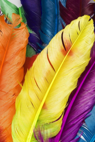 перья, птицы, разноцветные перышки