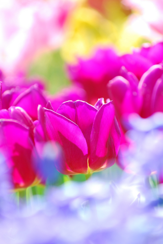 тюльпаны, tulips, summer, flowers, sunny, colors, цветы