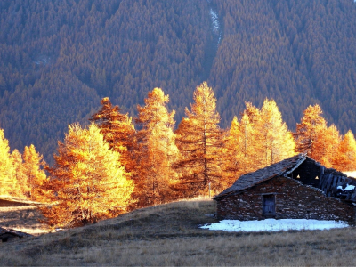 избушка, деревья, лес