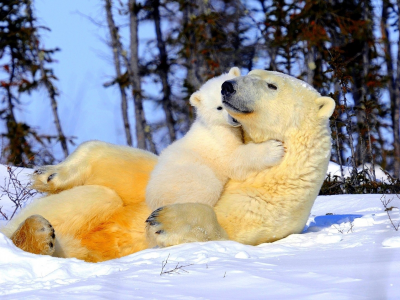 медвежонок, белые медведи, мама